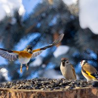 Вьюрок в полёте... :: Александр Посошенко Вьюрок в полёте... :: Александр Посошенко