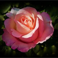 Нежная розочка из сада. :: Наталья ***