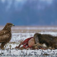 Беркут :: Aleksey Afonin