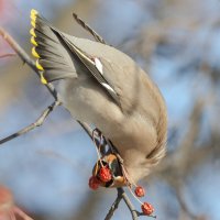 Свиристель :: Виктор Иванович Чернюк