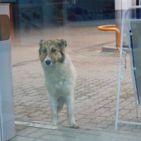 Псейка :: Андрей Зореславович Волков