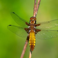 Тепло летних дней :: Владимир Лазарев