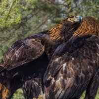 Беркут :: SanSan 