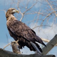 Орлан :: SanSan 