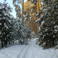 По снежной тропинке :: Любовь Сахарова По снежной тропинке :: Любовь Сахарова