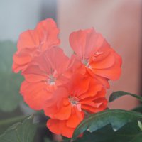 Соцветие. :: сергей ермошкин