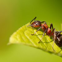На листике :: Андрей Пристяжнюк На листике :: Андрей Пристяжнюк