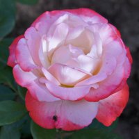 Для Татьян! :: сергей ермошкин