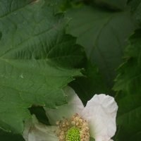 цветёт ежевика :: Елена Шаламова