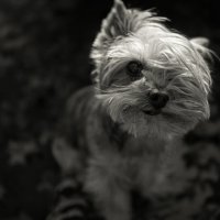 Michael :: Сергей В