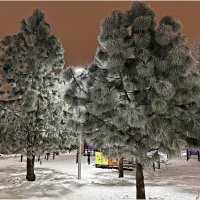 Вечер. Изморозь на сосенках. :: Валерия Комова