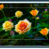 Цветение :: Владимир Кроливец Цветение :: Владимир Кроливец