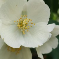 ,,, :: Сергей Тимоновский