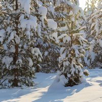 Зимние молодые сосны в снегу :: Александр Синдерёв