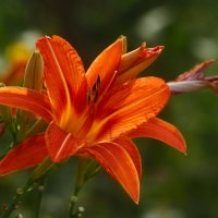 Доброе утро :: Юрий. Шмаков