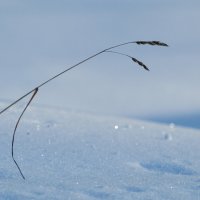 В парке. Мороз. :: Андрей Андрианов