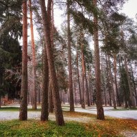 Первый снежок. :: Лилия *