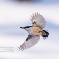 2 :: Сергей Флетчер