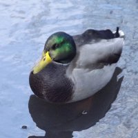 Селезень :: Freddy 97