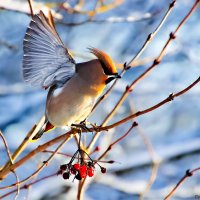 Свиристель :: Laryan1 