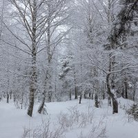 Зимним днём. :: Андрей Дурапов