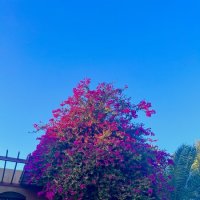 El Gouna :: Aлёна V El Gouna :: Aлёна V