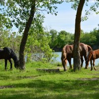 Весна. :: Виктор 