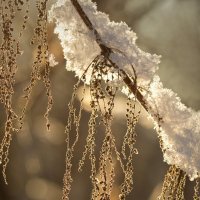 Первый снег :: Андрей Пристяжнюк