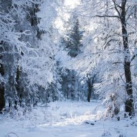 зимний лес :: СЕРГЕЙ ФИЛОЧКИН