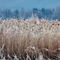 Зимнее сено :: Alexandеr P