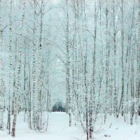 Зима в Подмосковье. Клин :: Дмитрий