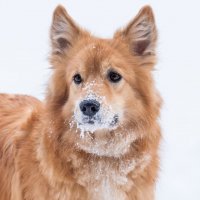 Морозный день. :: Владимир Безбородов