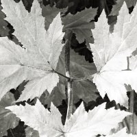 Фотография :: Денис Безногов Фотография :: Денис Безногов