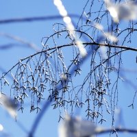 картинки января 26г. 6 :: Александр Прокудин