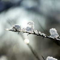 картинки января 26г. 10 :: Александр Прокудин