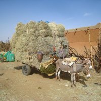 "Пара гнедых..." :: unix (Илья Утропов)