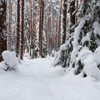 Лес во власти снега. :: Милешкин Владимир Алексеевич Лес во власти снега. :: Милешкин Владимир Алексеевич