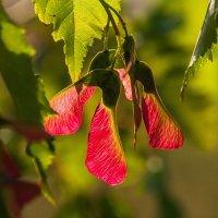 Крылатки напросвет) :: Николай Зиновьев