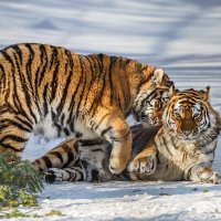 Тигры :: SanSan 