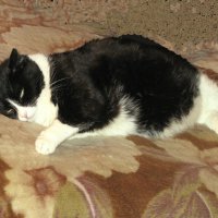 Балдеет :: Людмила Смородинская Балдеет :: Людмила Смородинская