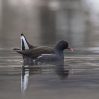 камышница :: юрий макаров