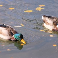СЕЛЕЗНИ НА ВОДЕ ИЗ ЖЕЛТЫХ ЛИСТЬЕВ... :: Валентина 