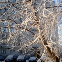 Морозные кружева :: Елена Семигина