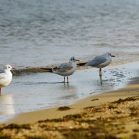 Чайки :: Константин 