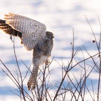 Молодая самочка пустельги разминается перед полётом)) :: Сергей Флетчер