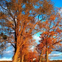 Дорога в осень :: В.И 