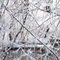 Зимородок охотится... :: Владимир Безбородов