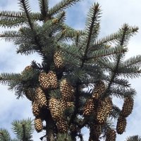 Шишки :: Freddy 97