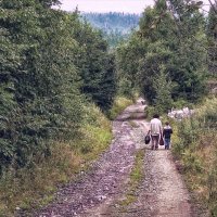 Ранним утром на дачу :: Людмила Фил