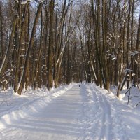 Все на прогулку! Можно лыжную, можно пешую :: Анна Воробьева